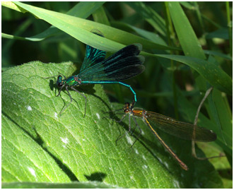 Calopteryx splendens tandem après capture