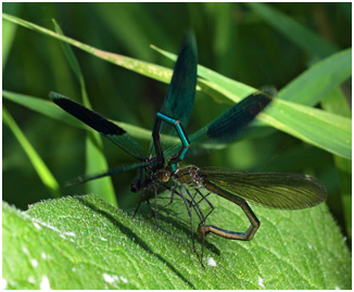 Calopteryx splendens transfert du sperme