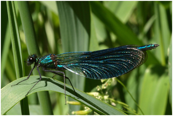 Calopteryx splendens mâle