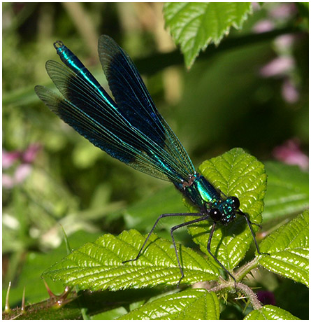 Calopteryx splendens mâle