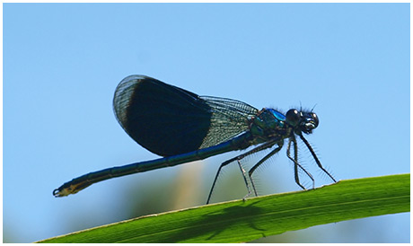 Calopteryx splendens mâle