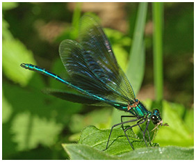 Calopteryx splendens mâle