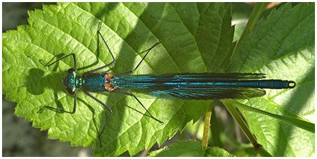 Calopteryx éclatant mâle