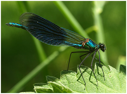 Calopteryx splendens mâle