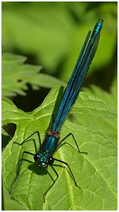 Calopteryx splendens mâle