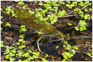 Calopteryx splendens femelle en ponte