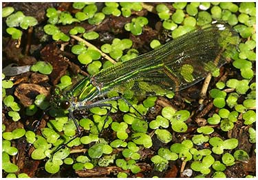 Calopteryx splendens femelle en ponte