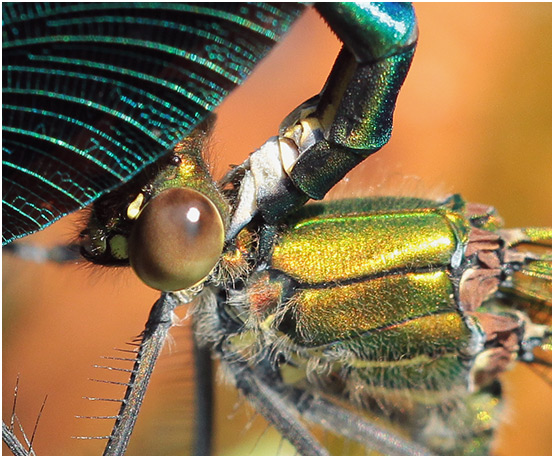 Calopteryx splendens prise du mâle