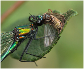 Calopteryx splendens mâle, repas