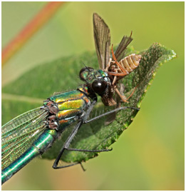 Calopteryx splendens mâle, repas