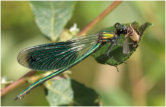 Calopteryx splendens mâle, repas