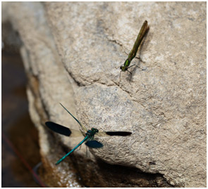 Calopteryx xanthostoma parade