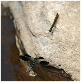 Calopteryx xanthostoma parade