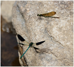 Calopteryx xanthostoma parade