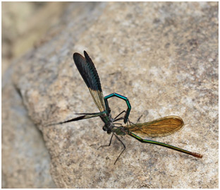 Calopteryx xanthostoma accouplement