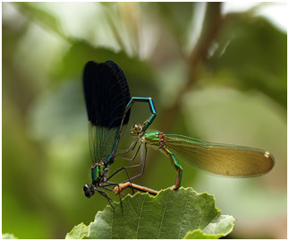 Calopteryx xanthostoma accouplement