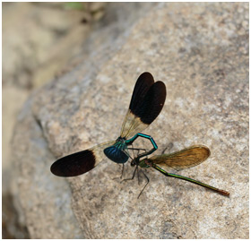 Calopteryx xanthostoma accouplement