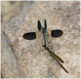 Calopteryx xanthostoma accouplement