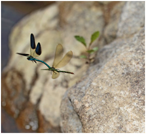 Calopteryx xanthostoma accouplement