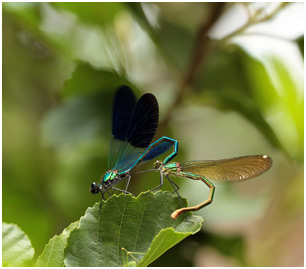 Calopteryx xanthostoma accouplement