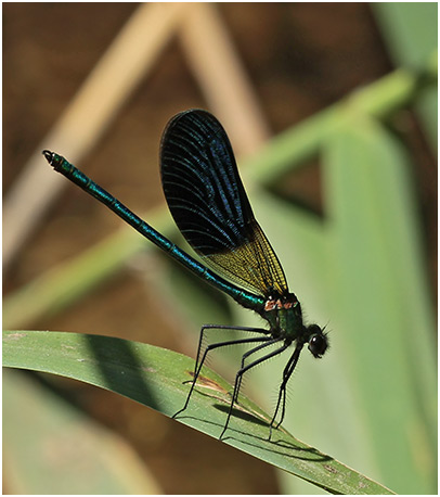 Calopteryx xanthostoma mâle