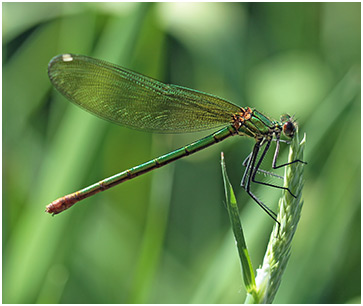 Calopteryx xanthostoma femelle