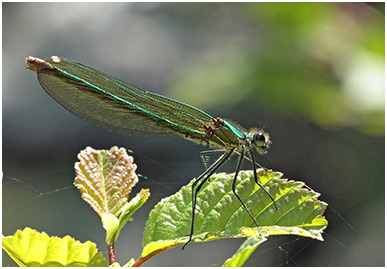 Calopteryx xanthostoma femelle