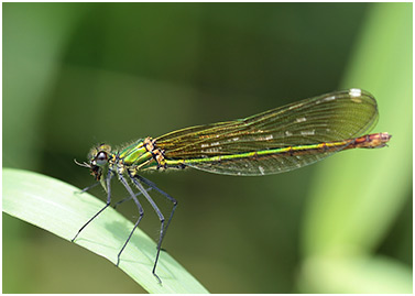 Calopteryx xanthostoma femelle