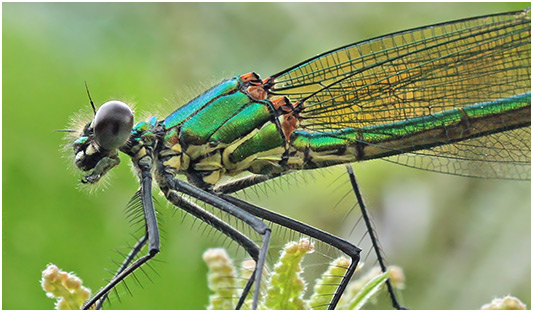 Calopteryx xanthostoma femelle