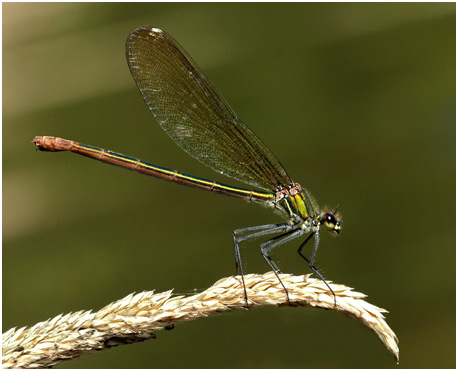 Calopteryx xanthostoma femelle