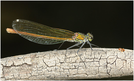 Calopteryx xanthostoma femelle