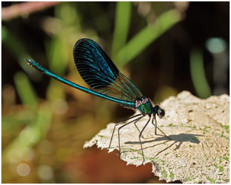 Calopteryx xanthostoma mâle