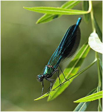 Calopteryx xanthostoma mâle