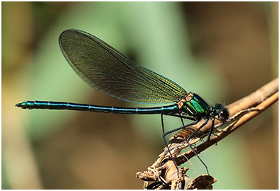 Calopteryx xanthostoma mâle immature