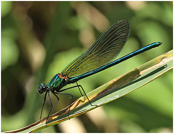 Calopteryx xanthostoma mâle immature