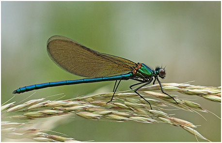 Calopteryx xanthostoma mâle immature