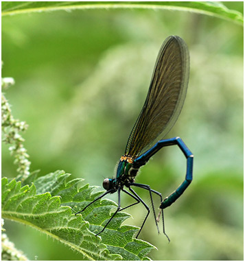 Calopteryx xanthostoma mâle immature