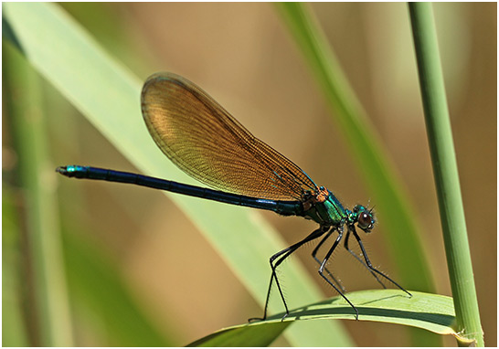 Calopteryx xanthostoma mâle immature