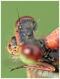 Ceriagrion tenellum prise du mâle