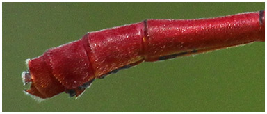 Ceriagrion tenellum appendices anaux mâles