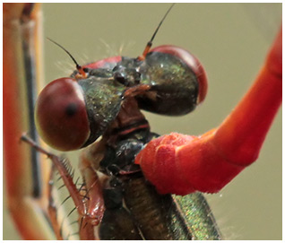 Ceriagrion tenellum prise du mâle