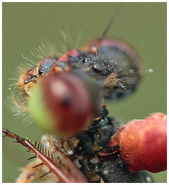 Ceriagrion tenellum prise du mâle