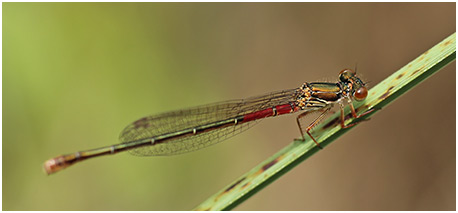 Ceriagrion tenellum femelle