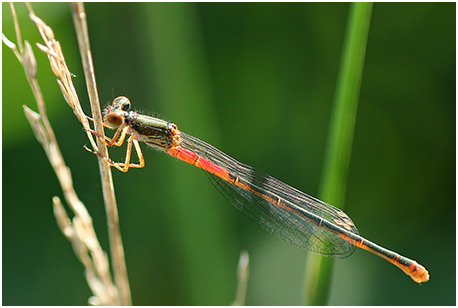 Ceriagrion tenellum femelle