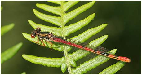Ceriagrion tenellum femelle