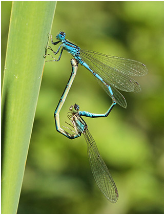 Coenagrion caerulescens accouplement