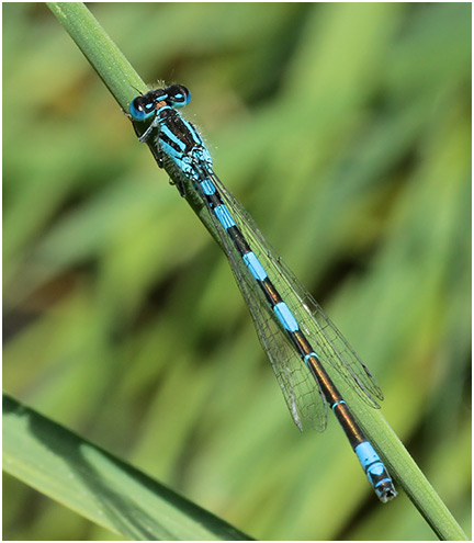 Coenagrion caerulescens mâle