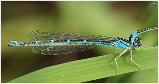 Coenagrion caerulescens femelle