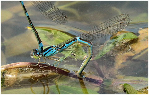 Coenagrion caerulescens femelle