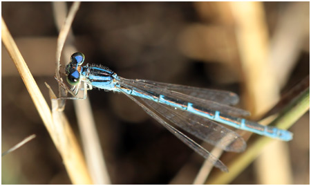 Coenagrion caerulescens femelle